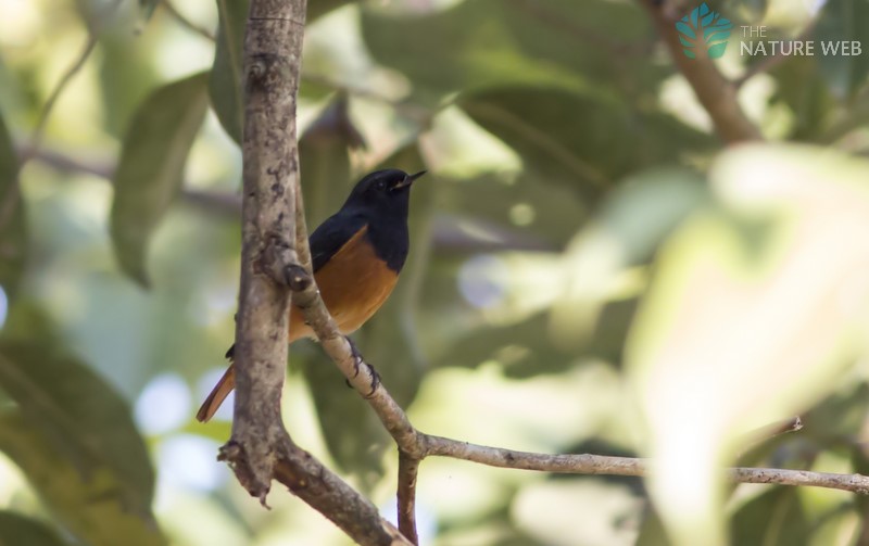 Black Redstart